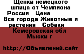 Щенки немецкого шпица от Чемпиона России › Цена ­ 50 000 - Все города Животные и растения » Собаки   . Кемеровская обл.,Мыски г.